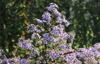 Schleier-Aster 'Little Carlow'