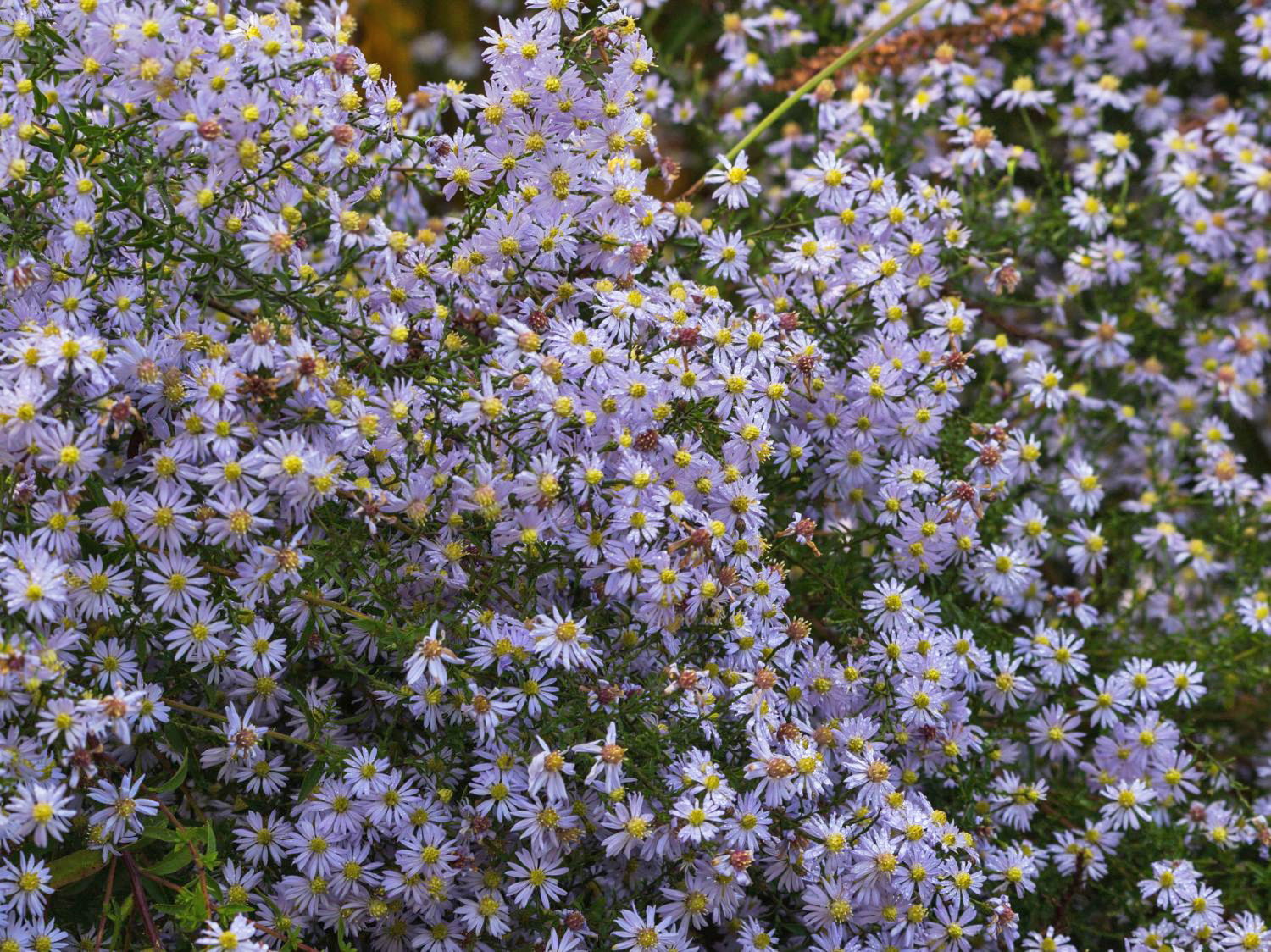 Schleier-Aster 'Photograph'