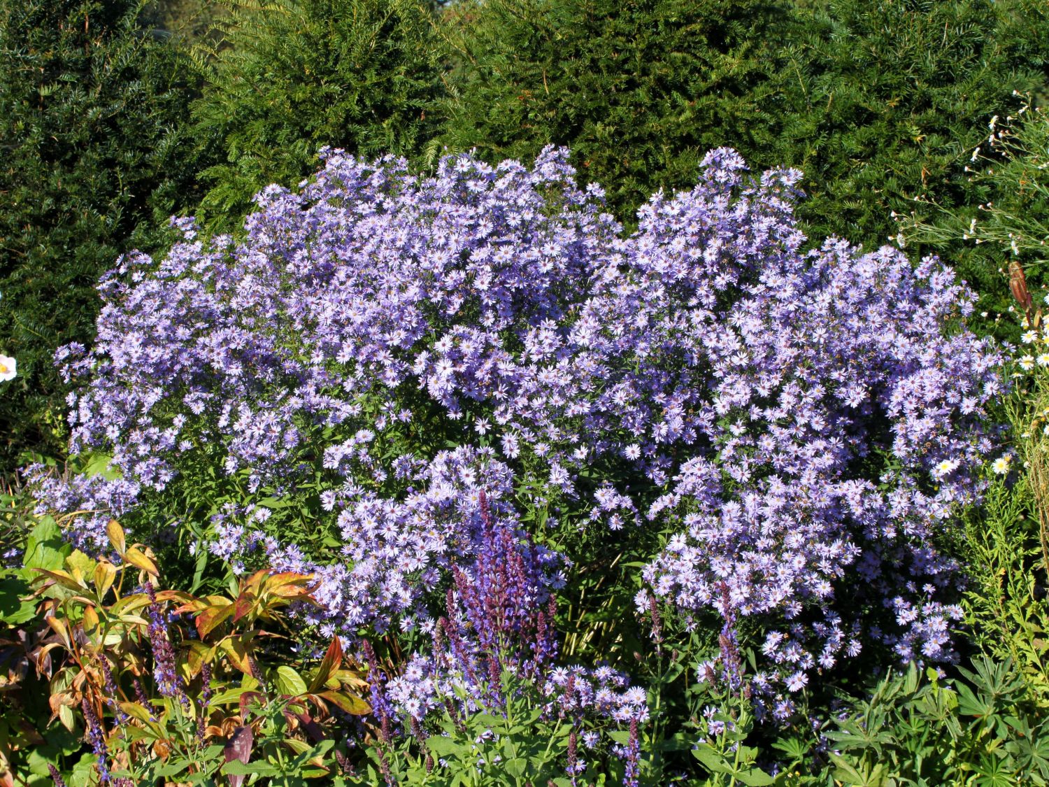 Schleieraster 'Ideal' - Aster cordifolius 'Ideal'
