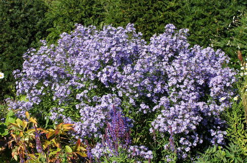 Schleieraster 'Ideal' - Aster cordifolius 'Ideal'
