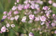 Rispiges Schleierkraut 'Festival Pink Lady'