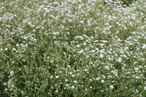 Schleierkraut / Rispiges Gipskraut 'Festival White' - Gypsophila paniculata 'Festival White'