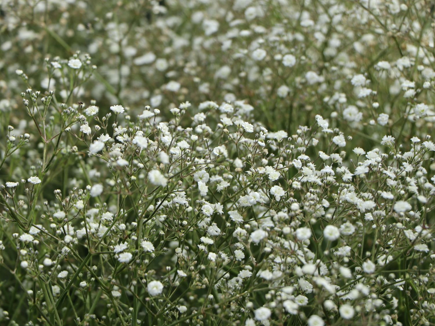 Schleierkraut / Rispiges Gipskraut 'Festival White' - Gypsophila paniculata 'Festival White'