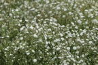 Schleierkraut / Rispiges Gipskraut 'Festival White' - Gypsophila paniculata 'Festival White'