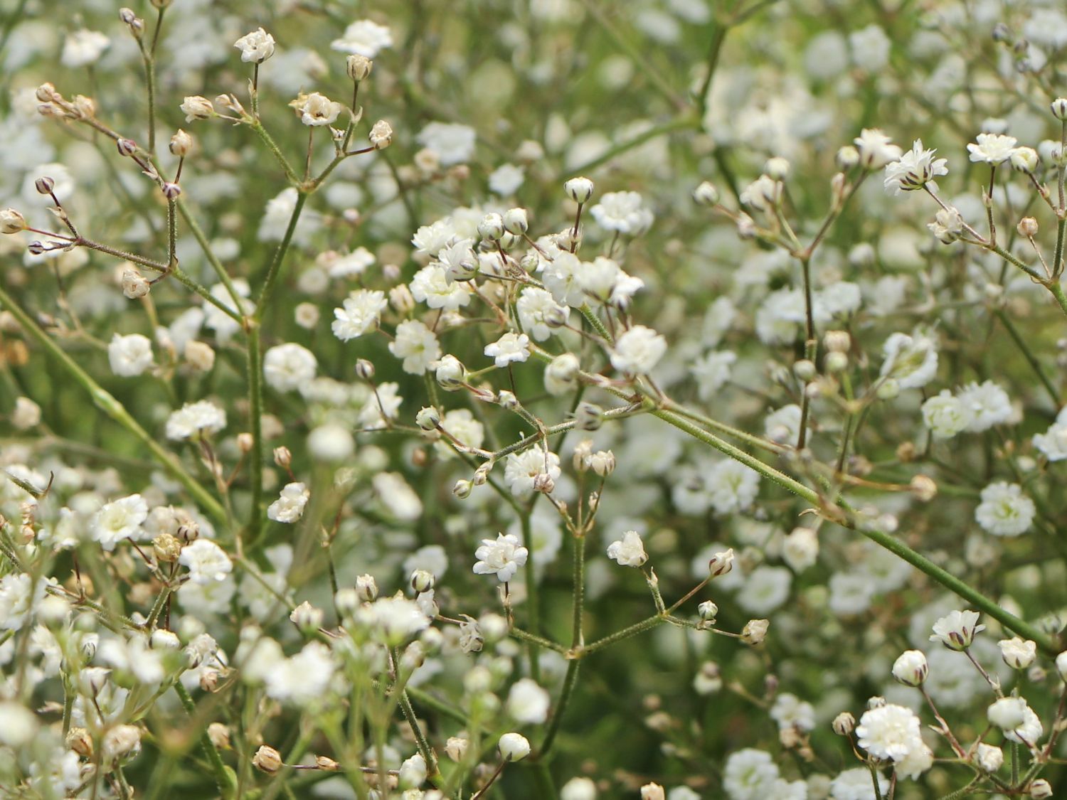Schleierkraut / Rispiges Gipskraut 'Festival White' - Gypsophila paniculata 'Festival White'