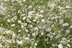 Schleierkraut / Rispiges Gipskraut 'Festival White' - Gypsophila paniculata 'Festival White'