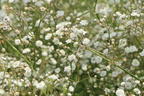 Schleierkraut / Rispiges Gipskraut 'Festival White' - Gypsophila paniculata 'Festival White'