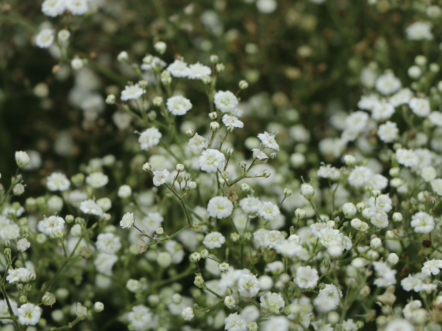 Schleierkraut / Rispiges Gipskraut 'Festival White' - Gypsophila paniculata 'Festival White'