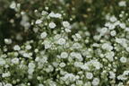 Schleierkraut / Rispiges Gipskraut 'Festival White' - Gypsophila paniculata 'Festival White'