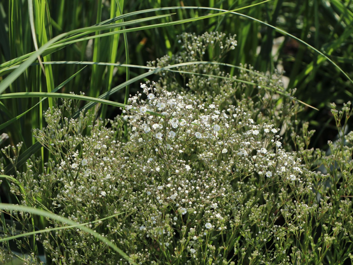 Schleierkraut 'Summer Sparkles'  ®