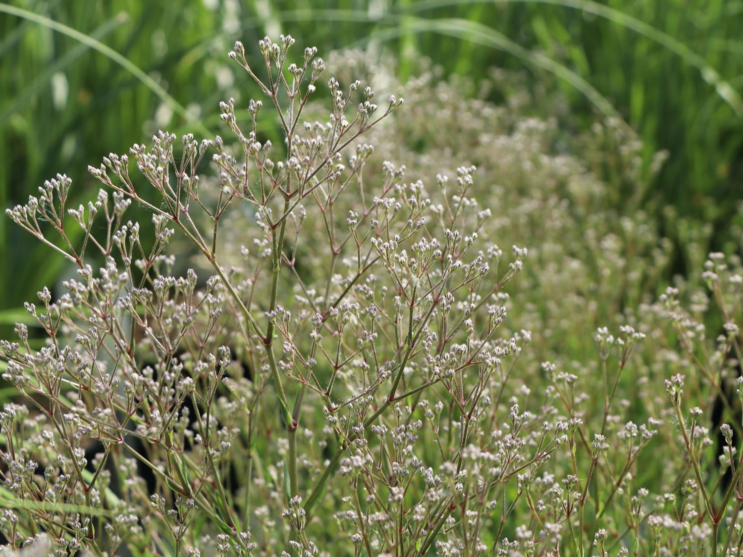 Schleierkraut 'Summer Sparkles'  ® - Gypsophila paniculata 'Summer Sparkles' ®
