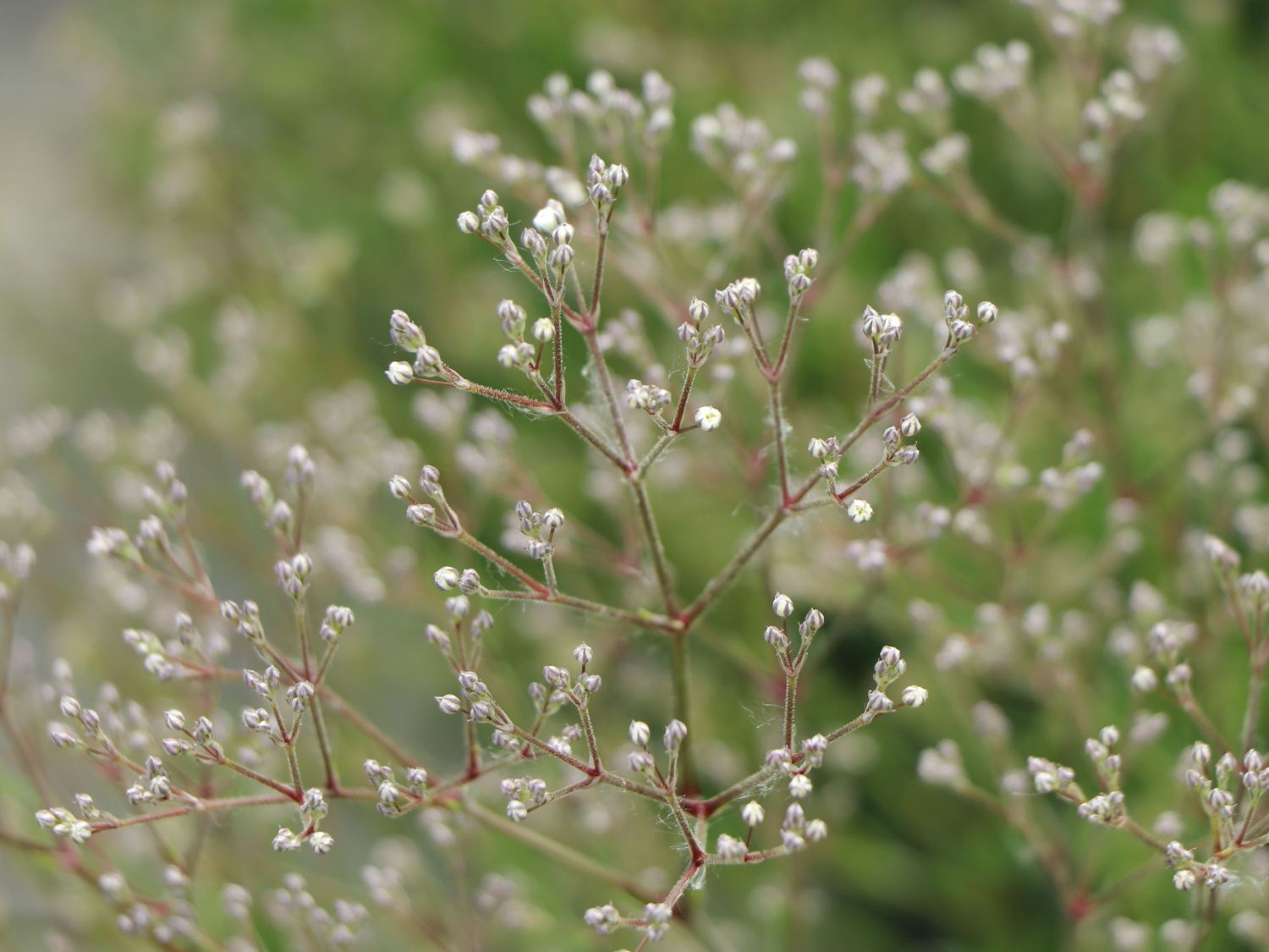 Schleierkraut 'Summer Sparkles'  ® - Gypsophila paniculata 'Summer Sparkles' ®