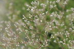 Schleierkraut 'Summer Sparkles' ® - Gypsophila paniculata 'Summer Sparkles' ®