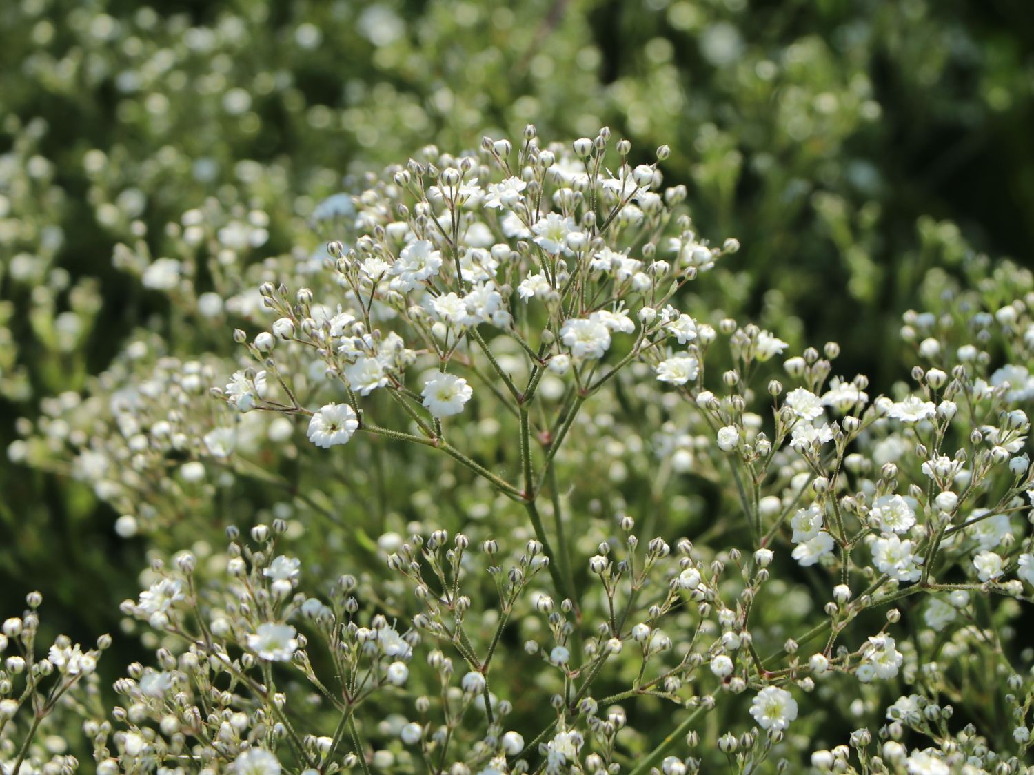 Schleierkraut 'Summer Sparkles'  ® - Gypsophila paniculata 'Summer Sparkles' ®