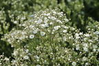 Schleierkraut 'Summer Sparkles' ® - Gypsophila paniculata 'Summer Sparkles' ®