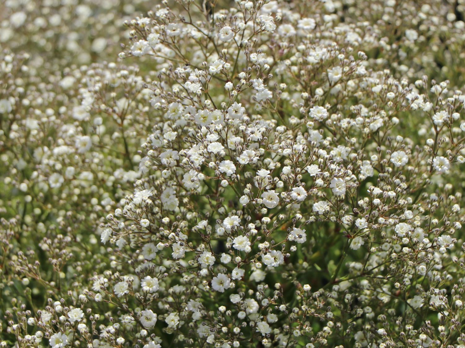 Schleierkraut 'Summer Sparkles'  ® - Gypsophila paniculata 'Summer Sparkles' ®