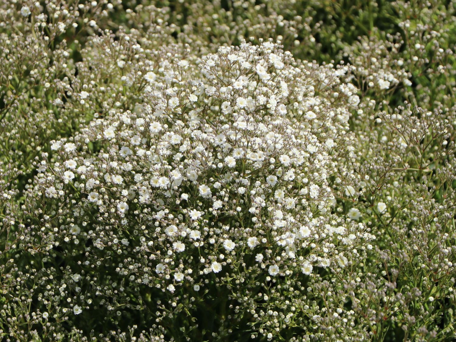 Schleierkraut 'Summer Sparkles'  ® - Gypsophila paniculata 'Summer Sparkles' ®