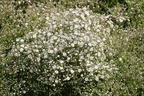 Schleierkraut 'Summer Sparkles' ® - Gypsophila paniculata 'Summer Sparkles' ®