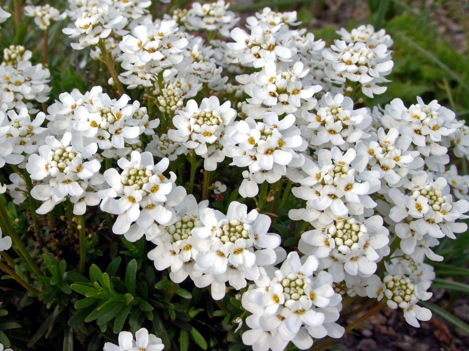 Schleifenblume 'Gracilis Nana' - Iberis sempervirens 'Gracilis Nana'