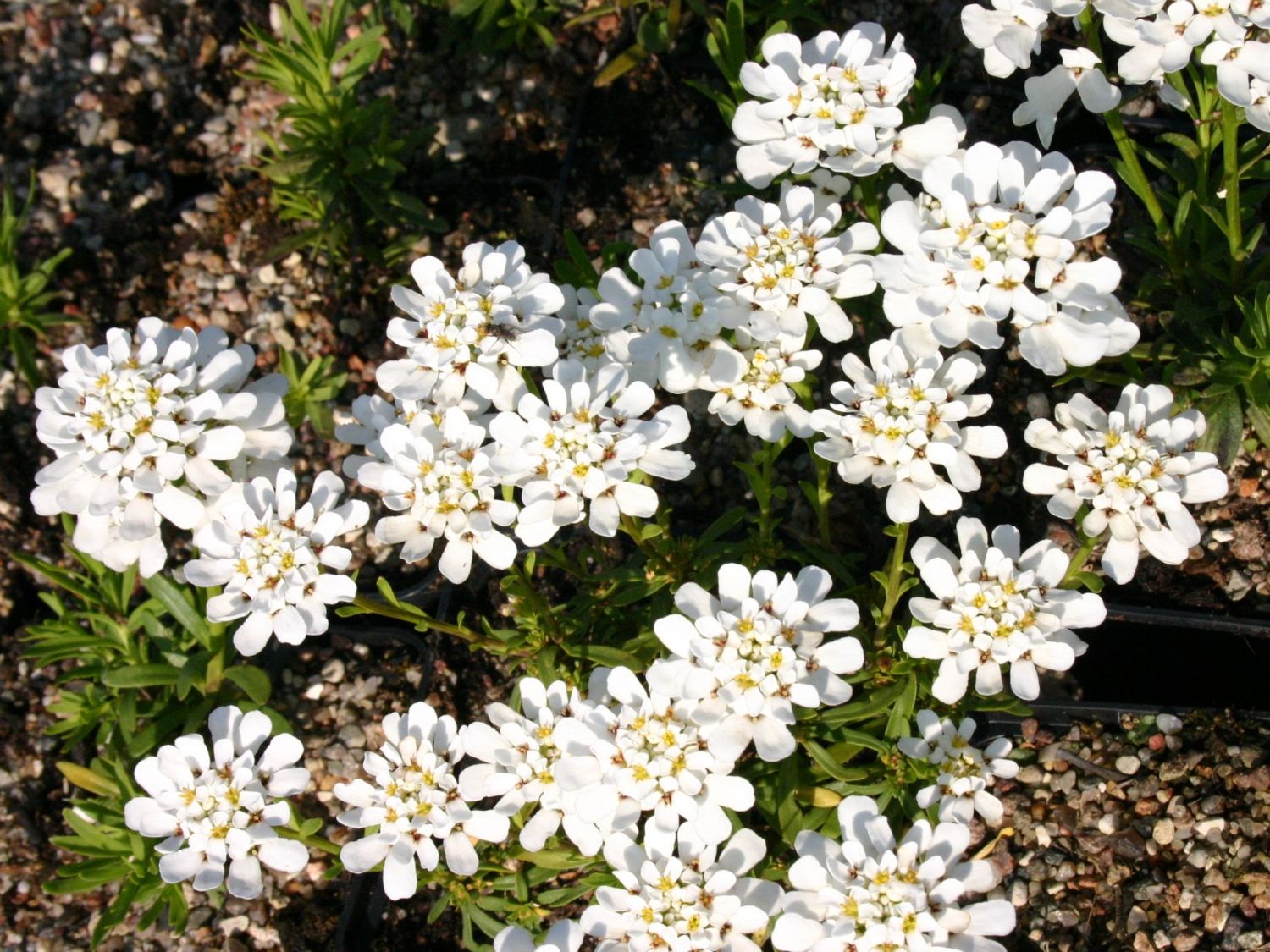 Schleifenblumen (Iberis)