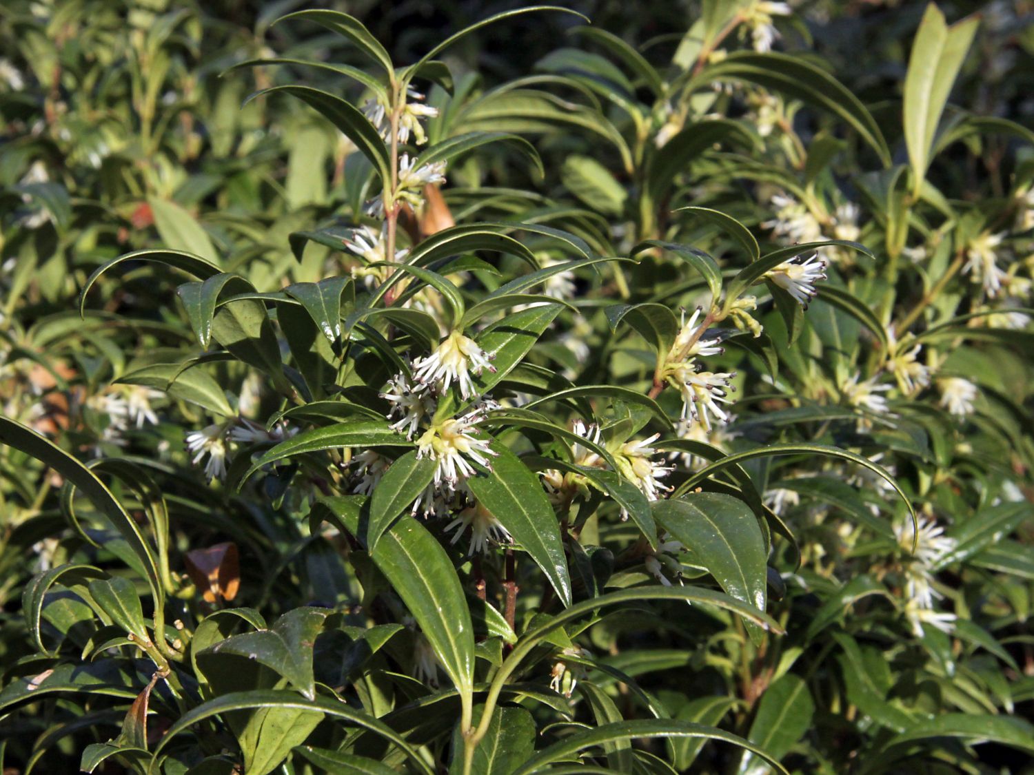 Fleischbeeren (Sarcococca)
