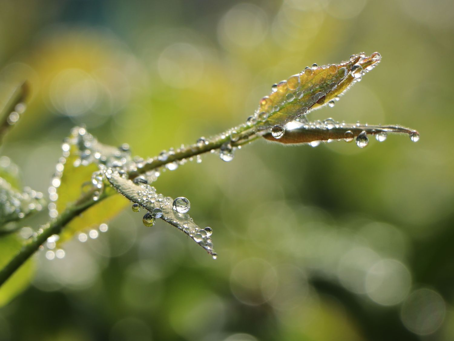 Schlingende Heckenkirsche - Lonicera similis var. delavayi