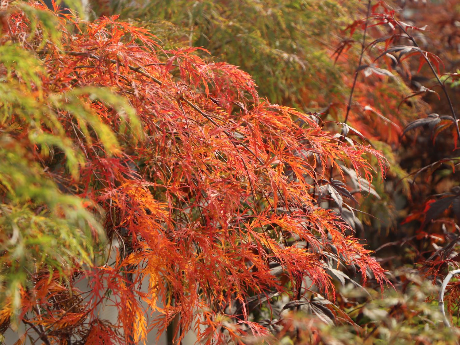 Schlitzahorn 'Dissectum Viridis'