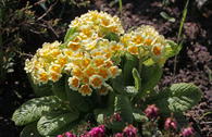 Schlüsselblume 'Lime with Orange'