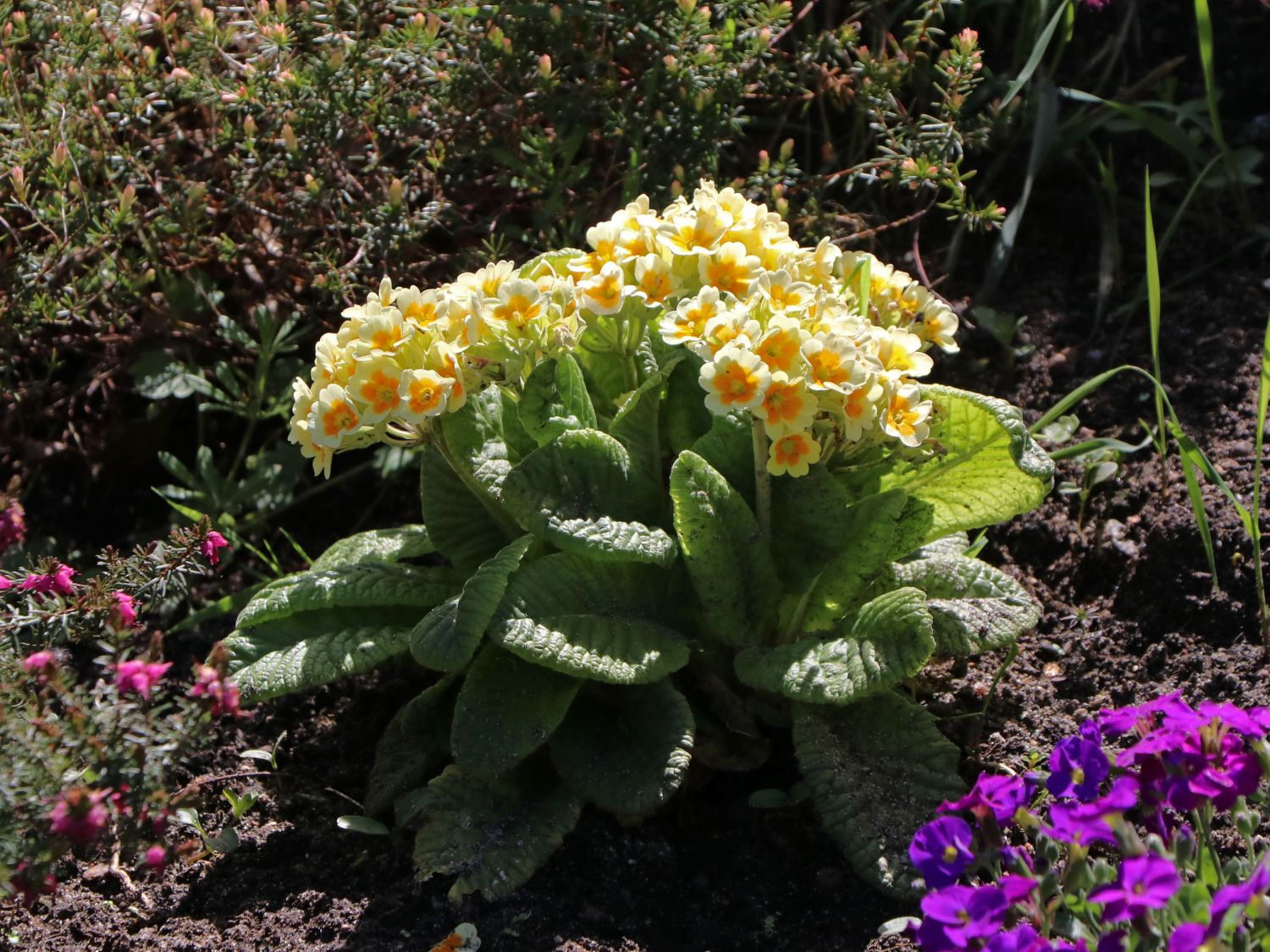 Schlüsselblume 'Lime with Orange' - Primula veris 'Lime with Orange'
