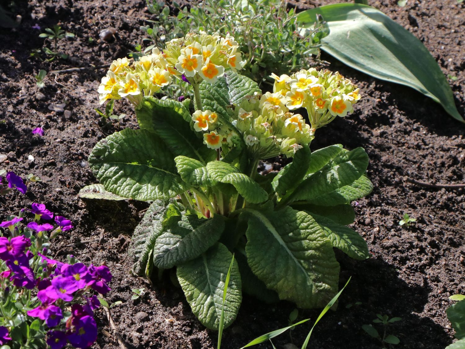 Schlüsselblume 'Lime with Orange' - Primula veris 'Lime with Orange'