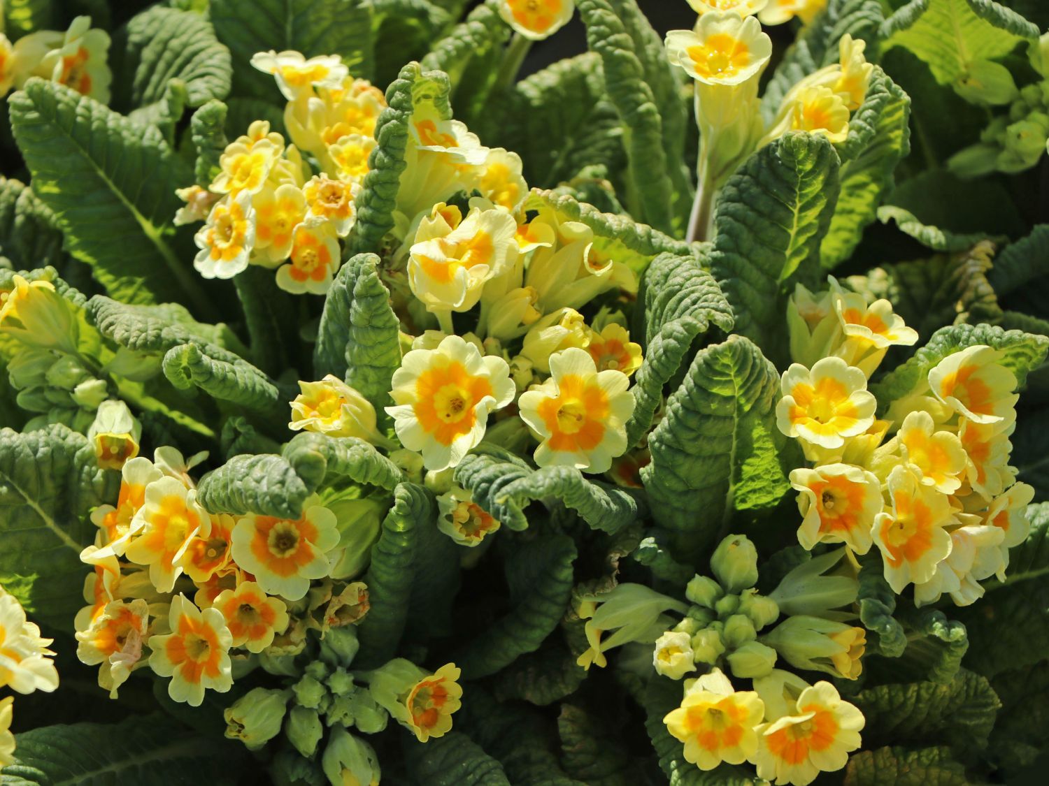 Schlüsselblume 'Lime with Orange' - Primula veris 'Lime with Orange'