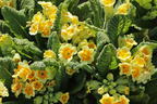 Schlüsselblume 'Lime with Orange' - Primula veris 'Lime with Orange'