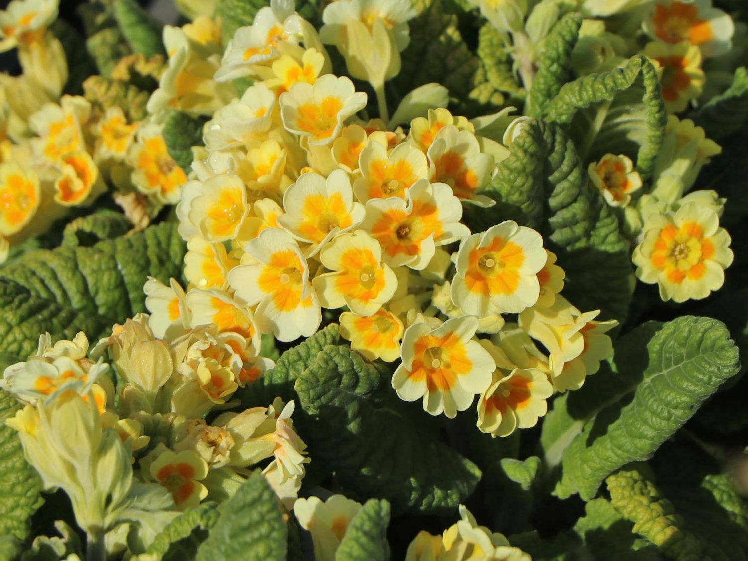 Schlüsselblume 'Lime with Orange' - Primula veris 'Lime with Orange'