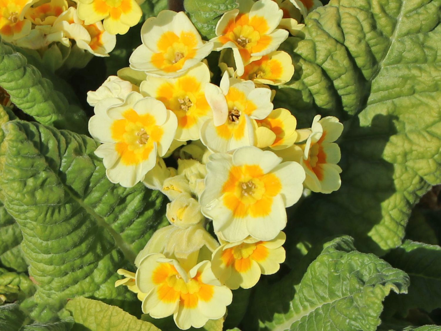 Schlüsselblume 'Lime with Orange' - Primula veris 'Lime with Orange'
