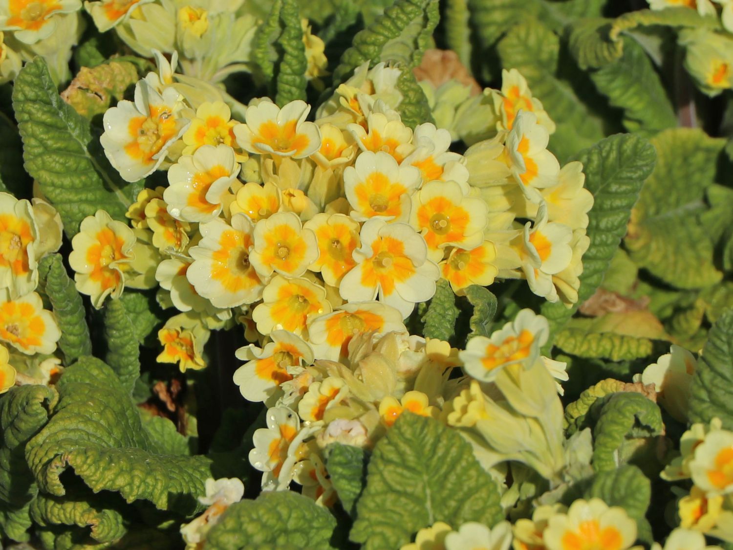 Schlüsselblume 'Lime with Orange' - Primula veris 'Lime with Orange'