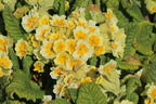 Schlüsselblume 'Lime with Orange' - Primula veris 'Lime with Orange'