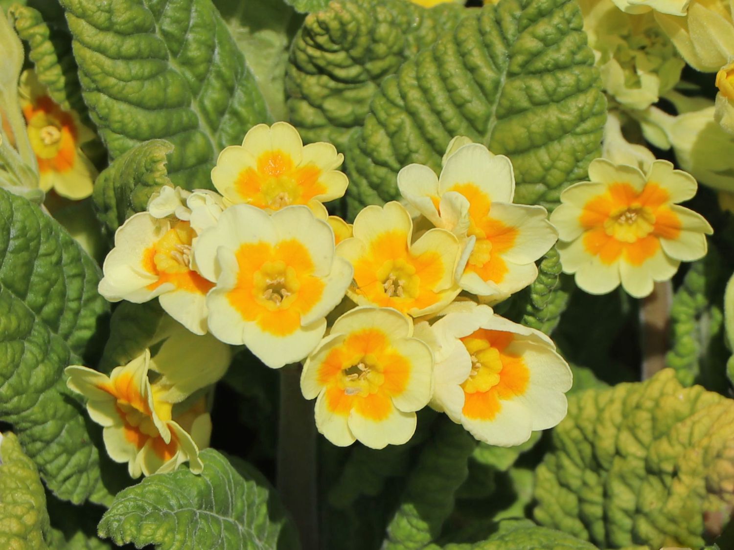 Schlüsselblume 'Lime with Orange' - Primula veris 'Lime with Orange'