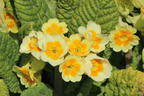 Schlüsselblume 'Lime with Orange' - Primula veris 'Lime with Orange'