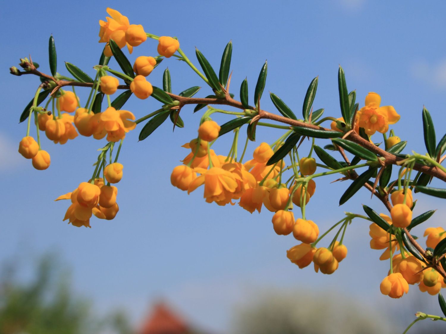 Schmalblättrige Berberitze / Dotterberberitze - Berberis stenophylla