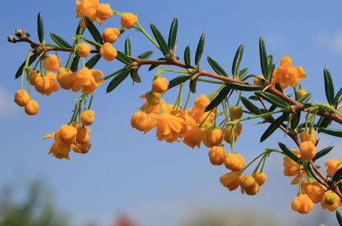 Schmalblättrige Berberitze / Dotterberberitze - Berberis stenophylla