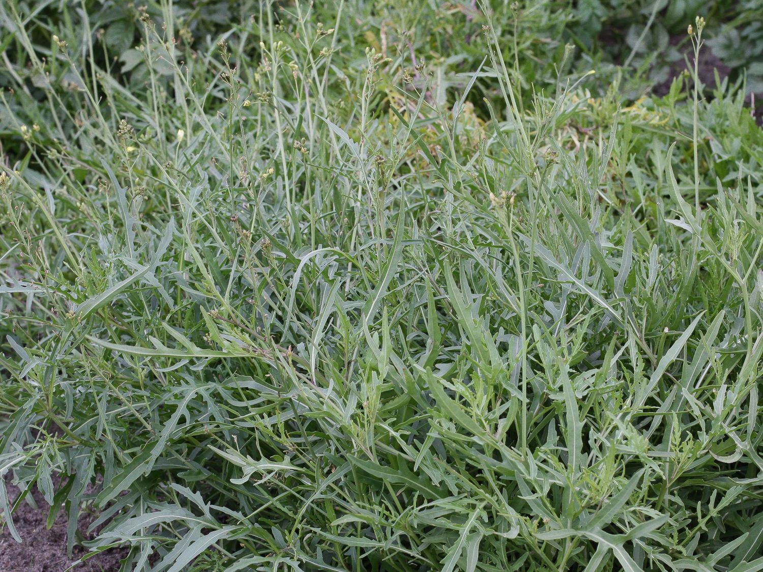 Doppelsamen (Diplotaxis)