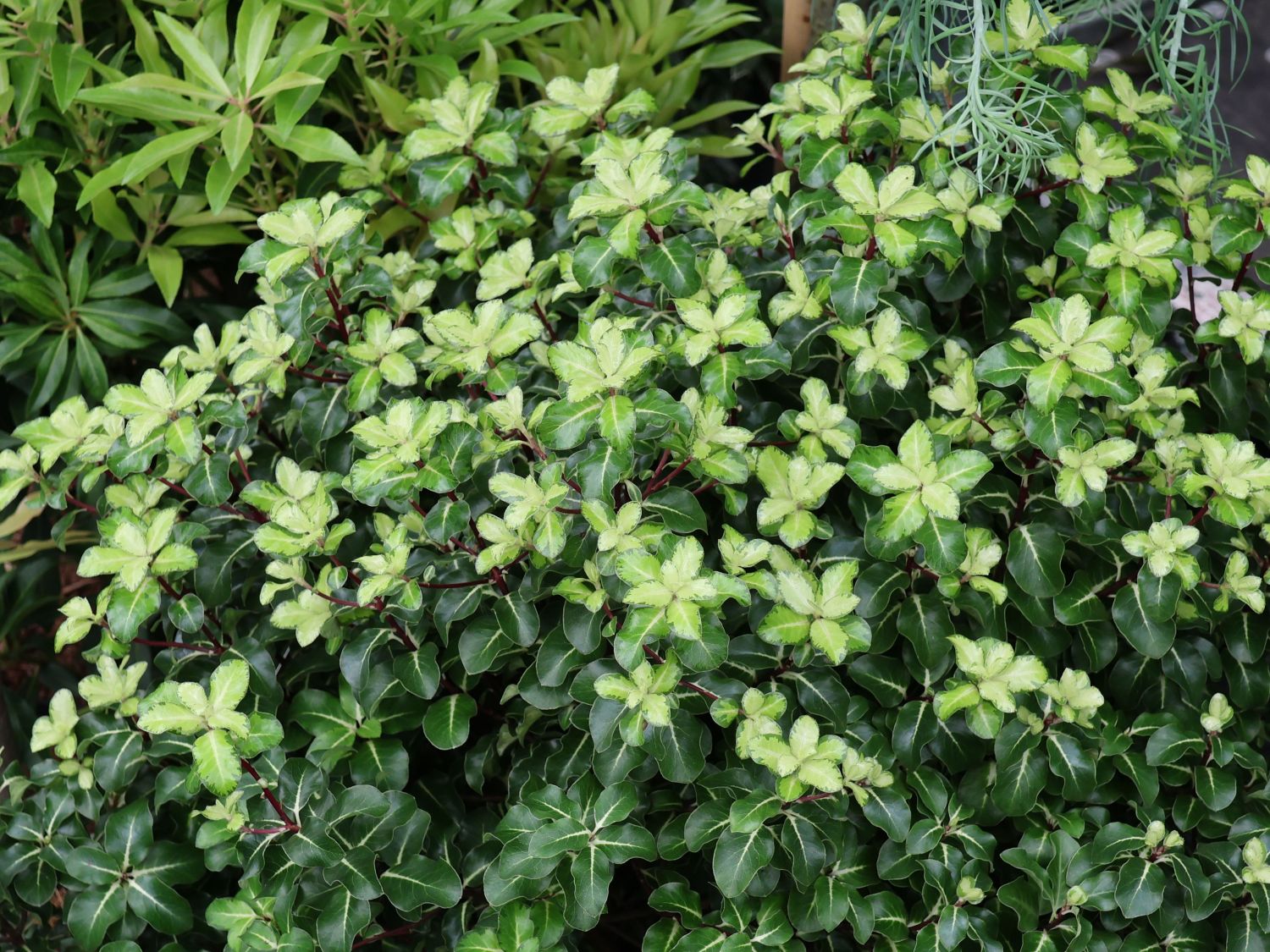 Klebsamen (Pittosporum)