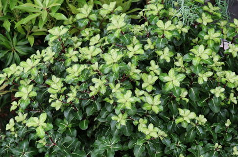 Schmalblättriger Klebsame 'Gold Star' - Pittosporum tenuifolium 'Gold Star'