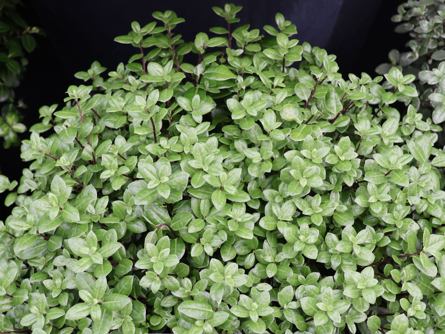Schmalblättriger Klebsame 'Golf Ball' - Pittosporum tenuifolium 'Golf Ball'