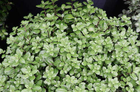 Schmalblättriger Klebsame 'Golf Ball' - Pittosporum tenuifolium 'Golf Ball'