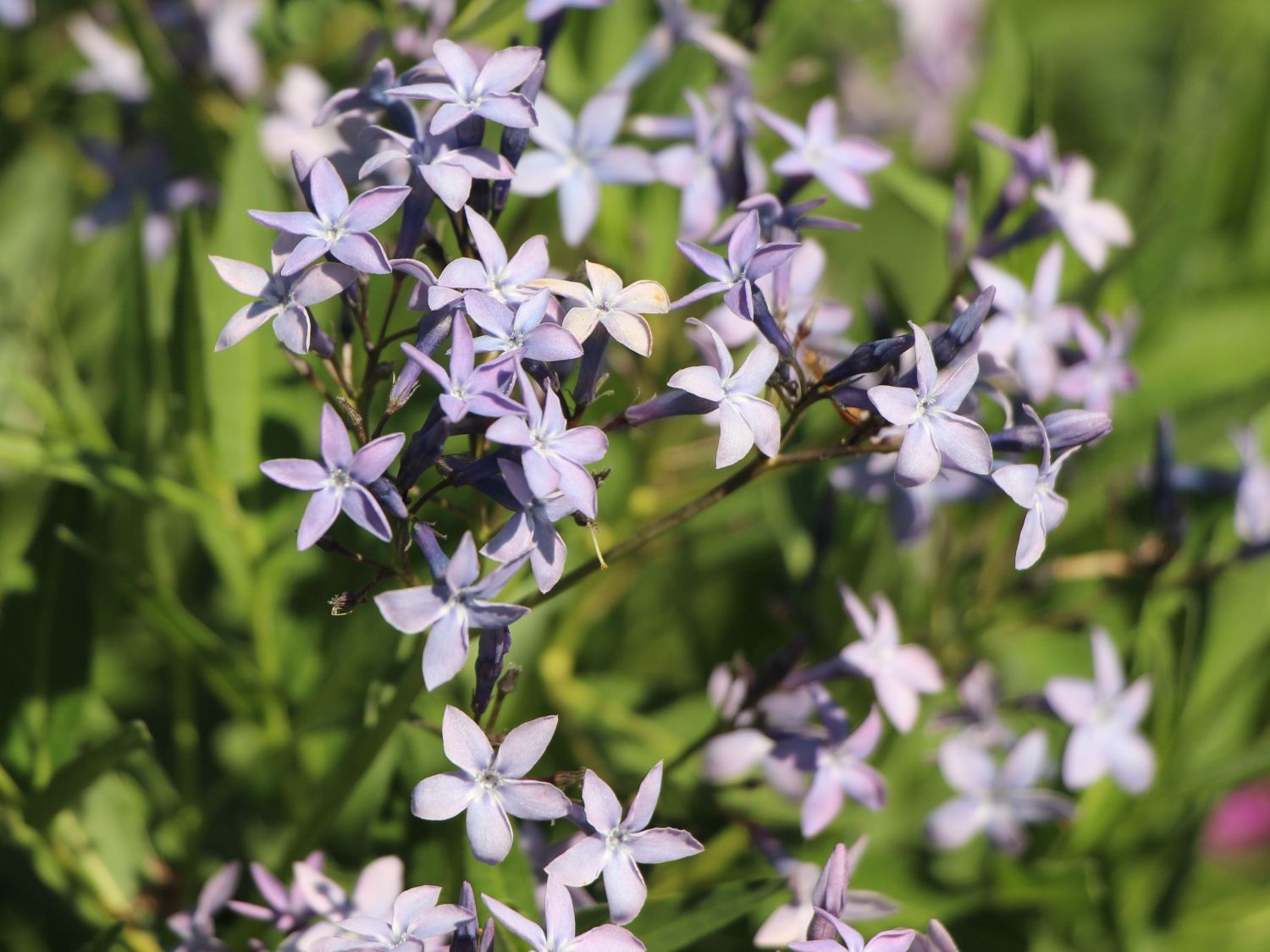 Schmalblättriger Röhrenstern
