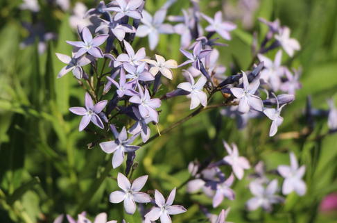 Schmalblättriger Röhrenstern - Amsonia ciliata