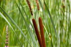 Schmalblättriger Rohrkolben - Typha angustifolia