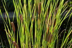 Schmalblättriger Rohrkolben - Typha angustifolia