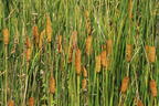 Schmalblättriger Rohrkolben - Typha angustifolia